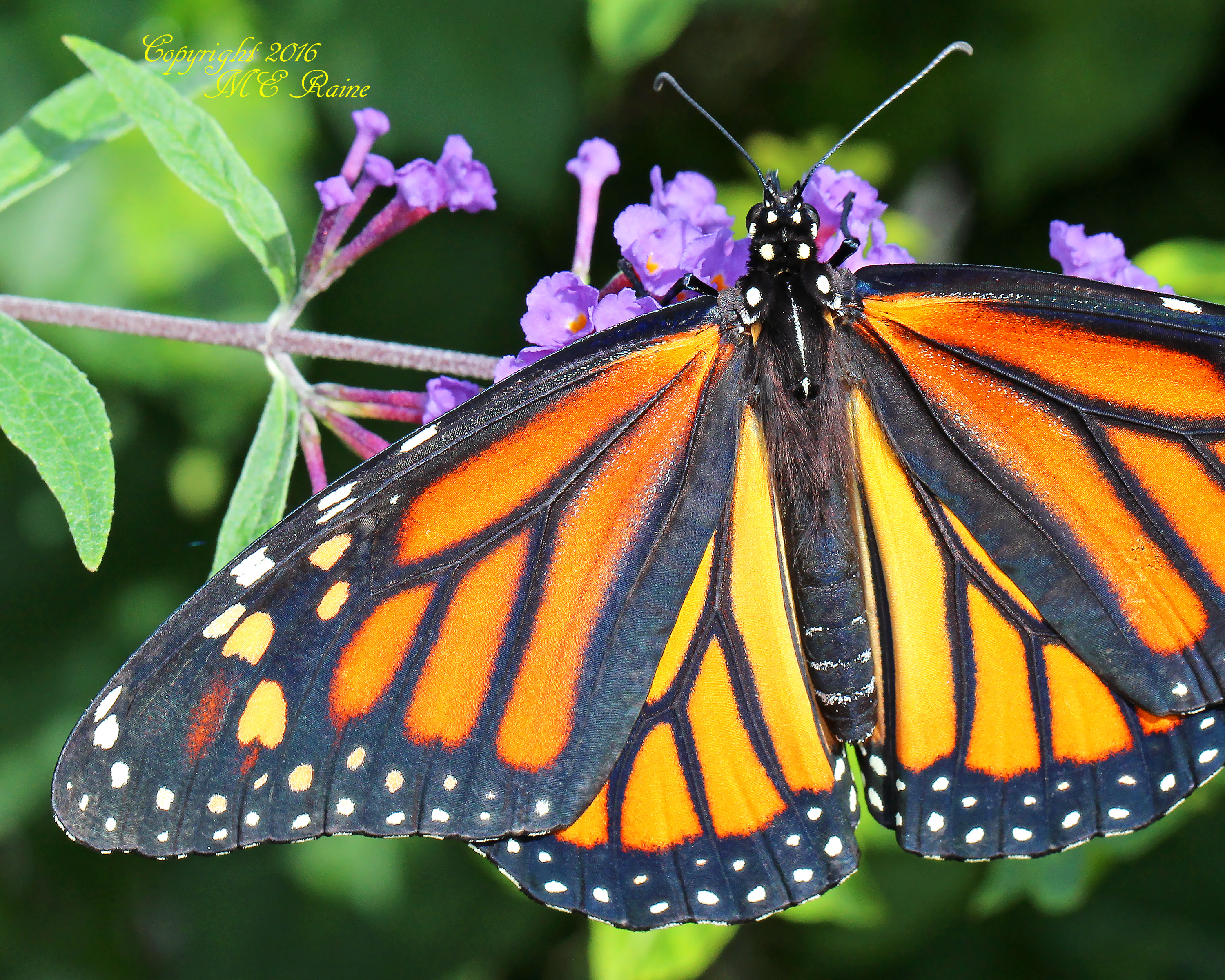 Helping The Monarchs The Meadowlands Nature Blog