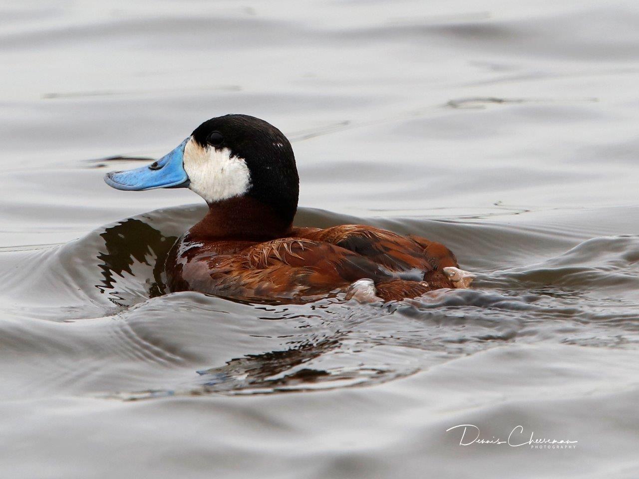 ruddy duck