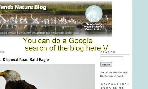 Google Search for blog