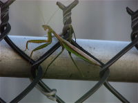 1 praying mantis