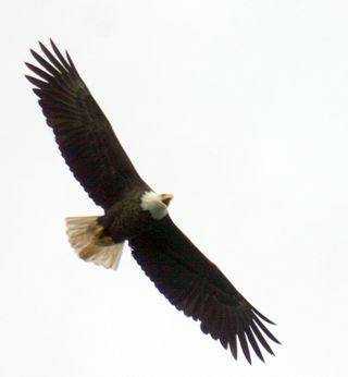 Eagle jan 28-1