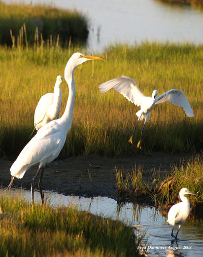 PRESS Egrets