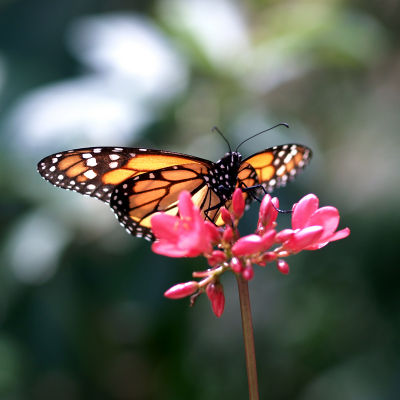 PRESS Monarch Butterfly