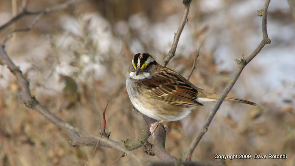 White Throated Sparrow 1-18-10