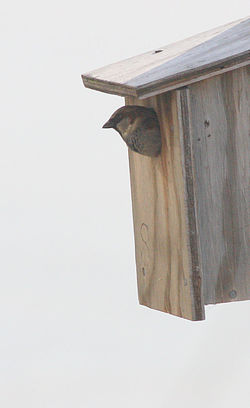 Tree sparrow in box