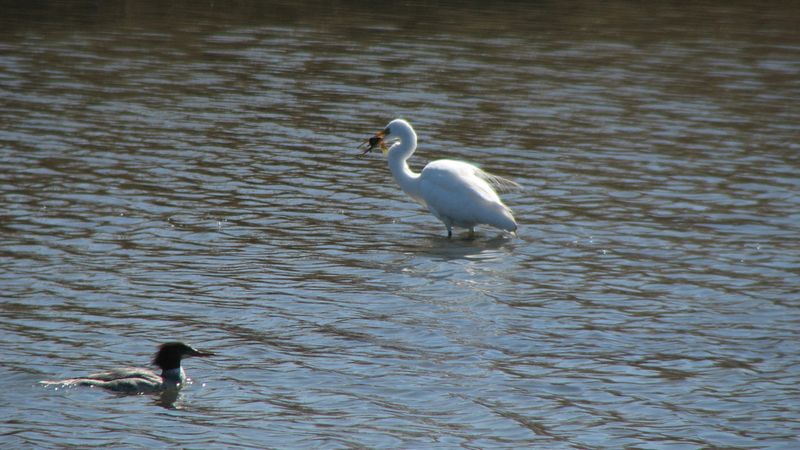 Great Egret with Fish and Merganser 3-21-09