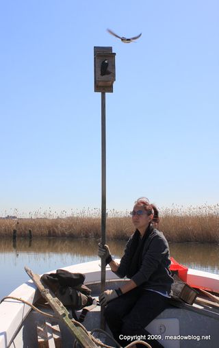 Tree swallow box