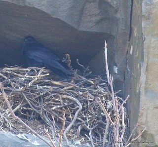 Raven on nest