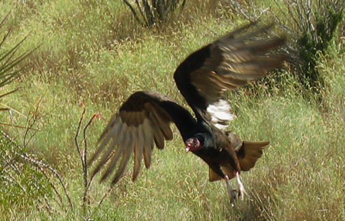 Ruth turkey_hawk_taking_off_cpd_toned