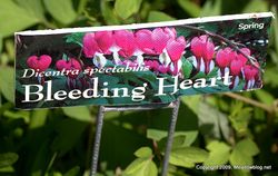 Bleeding hearts sign