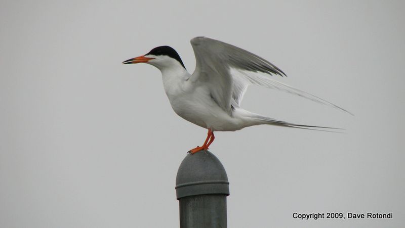 Fosters Tern 5-16-10