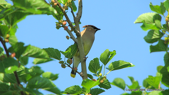 Cedar Waxwing - 6-7-09