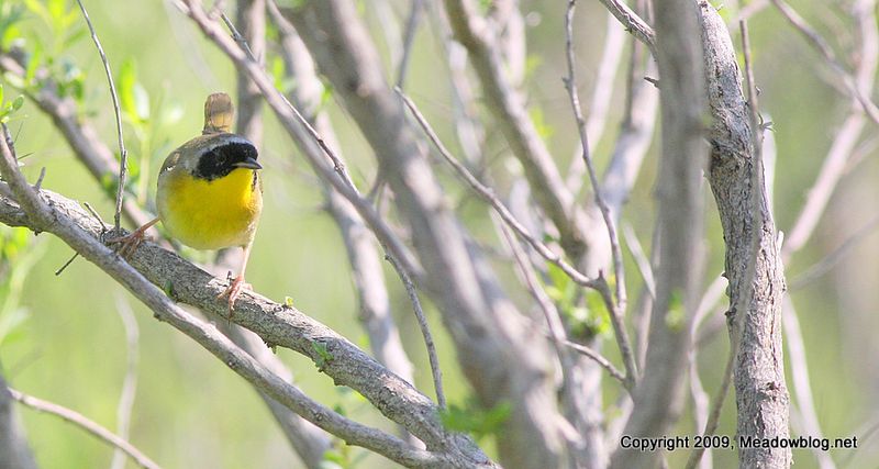 Common yellowthroat