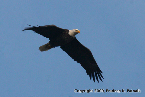 Bald eagle A Meadowlands 30th Sept 09