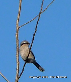 P1020864 Nothern Shrike