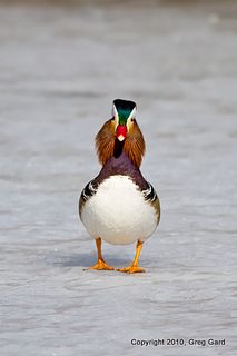 Mandarin_duck2