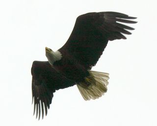 Eaglecal2