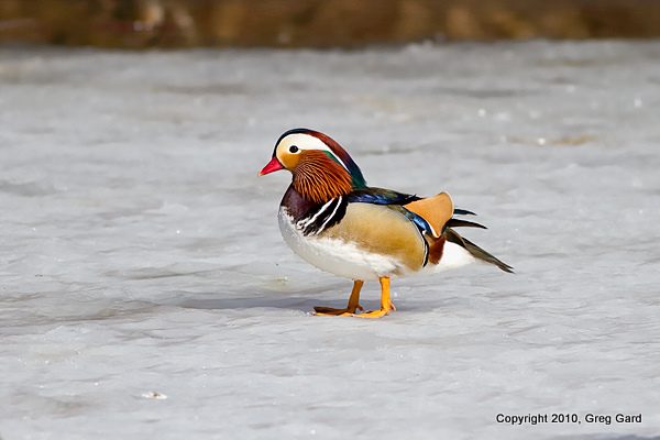 Mandarin_duck