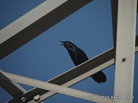 IMG_4726 Boat Tailed Grackle 1(3)-1