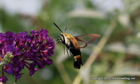 Clearwing moth_0131