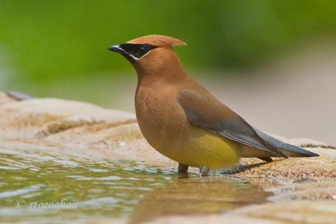 Birds_Cedar Waxwing_0041sized