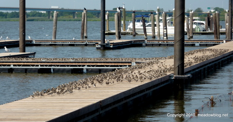 RBP Birds at the Marina 002