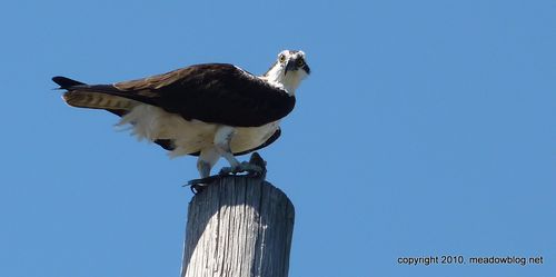 Osprey on ValleyBrook