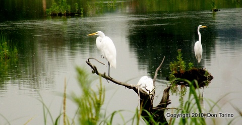 Mill creek marsh 013