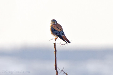 American-Kestrel-20101231-Greg-Gard