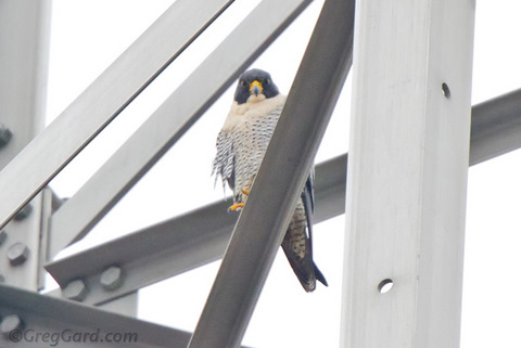 Peregrine-Falcon-20110101-Greg-Gard-1