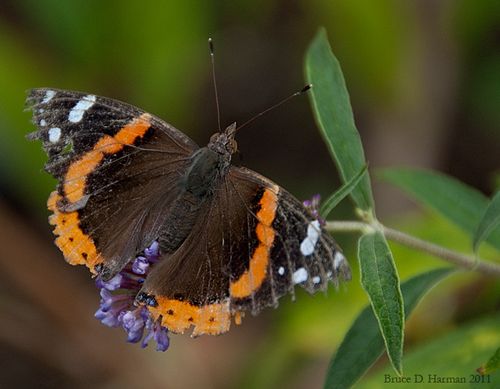 Red-Admiral-2011_07_23a