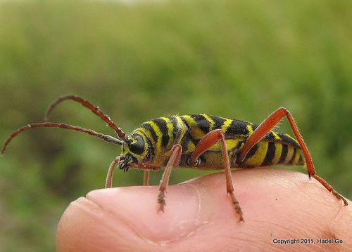 Megacyllene robiniae (Locust Borer) - Flickr - Photo Sharing! 2011-09-07 11-43-8