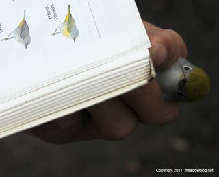 NJMC bird in hand_8551-2