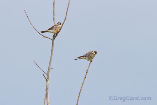 American kestrel-_MG_6815-1