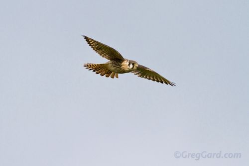 American kestrel-_MG_6851-1