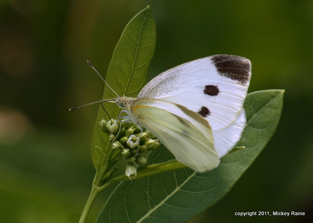 I Butterfly Cabbage 002a White RchrdDKorte Park Mdwlnds NJ 061211 OK-1