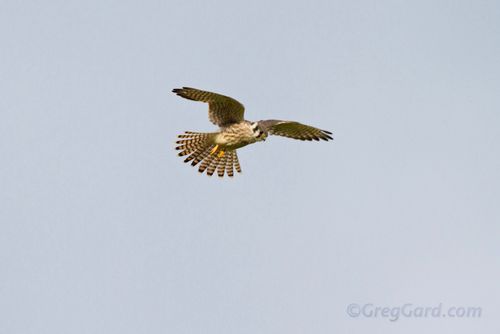 American kestrel-_MG_6843-1