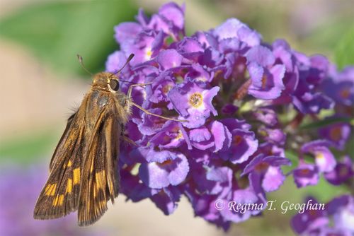 Oct 17_Butterfly Skipper_ReginaGeoghan_0037SM-1