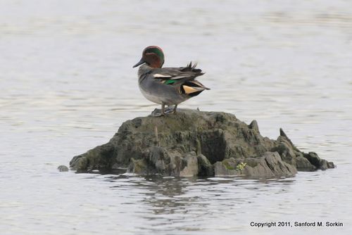 SS3_1524 Green-winged Teal (Eur)-1