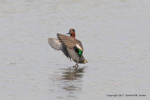 SS3_1505 Green-winged Teal (Eur)-1