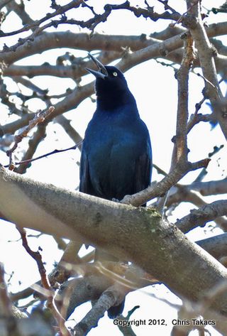 BT Grackle 3