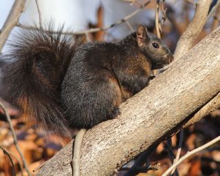 Black Gray Squirrel