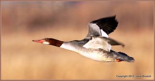 Common Merganser Female11-1