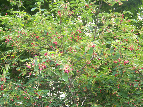 Serviceberry