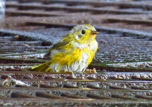 Yellow Warbler young