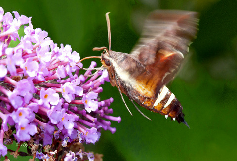 June 28_Clear-winged Moth DeKorte_RTGeoghan_0755-001