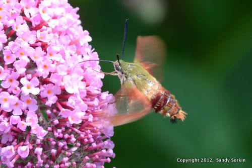 SS7_9152 Hummingbird Moth