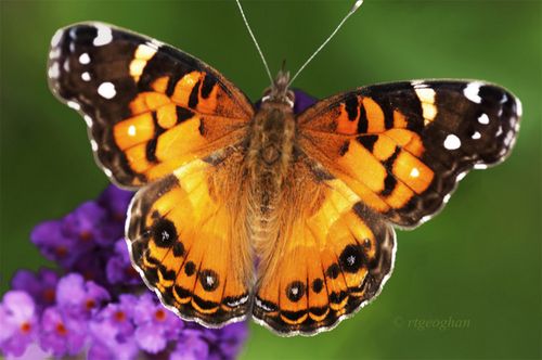 July 16_Butterfly Amerian LadySM_RTGeoghan_0735