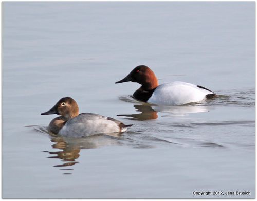 Canvasback Couple-1