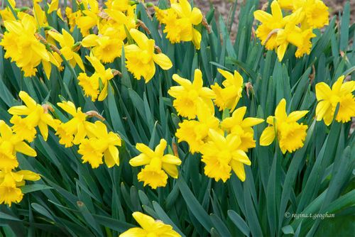 April 1_Daffodils DeKorte Park_ReginaGeoghan_0753-002